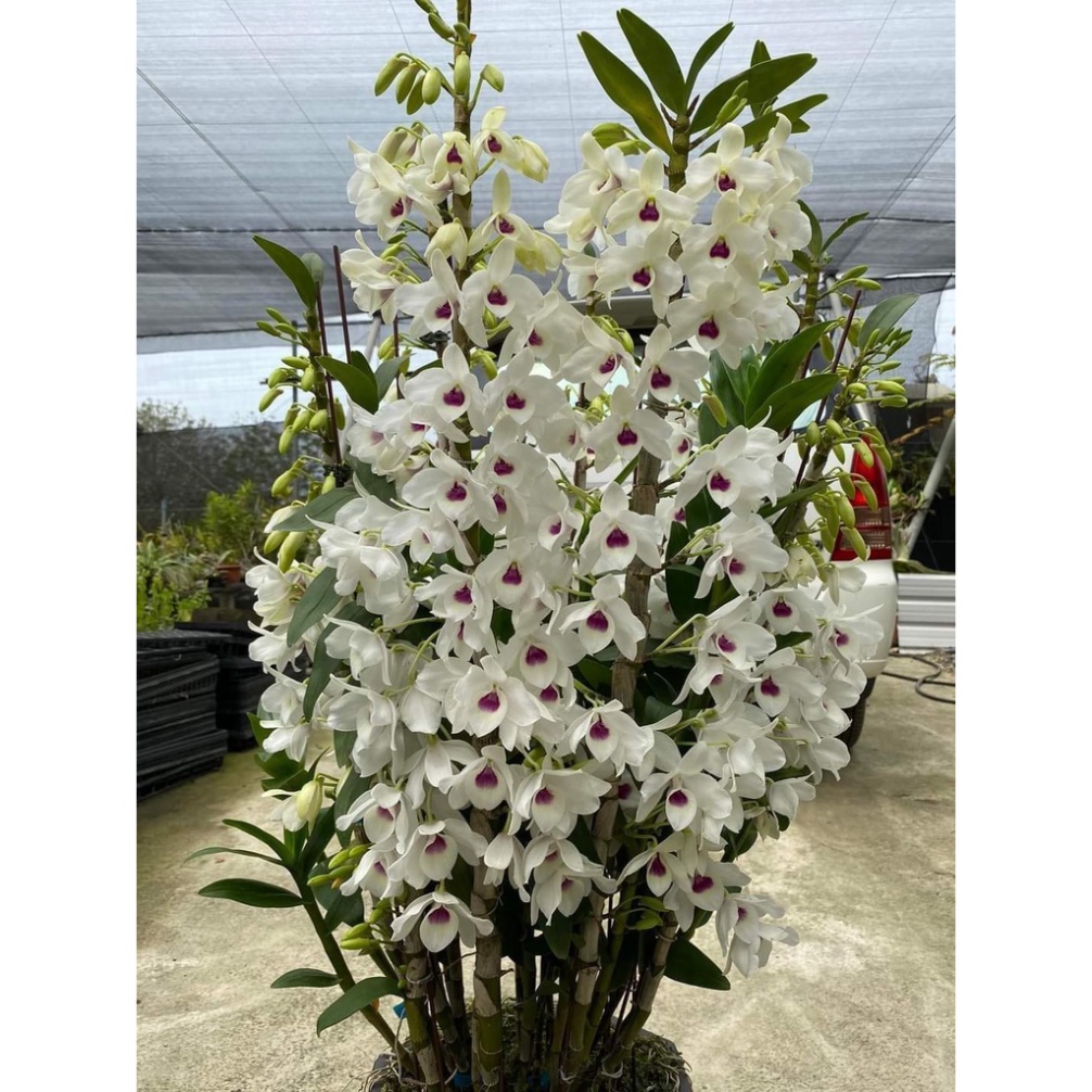 Hoa lan Dendro Xuân Alba cây giống nhập khẩu Thái Lan
