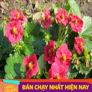 Cây giống Ngó dâu hà lan - vừa chơi hoa vừa ăn trái