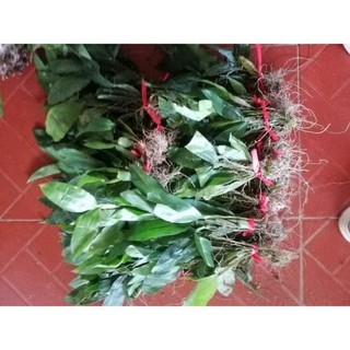 Hoa Lan kiều dẹt( bó 10 thân) HOA TẾT kèm phân