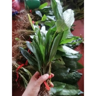 Hoa Lan kiều dẹt( bó 10 thân) HOA TẾT kèm phân