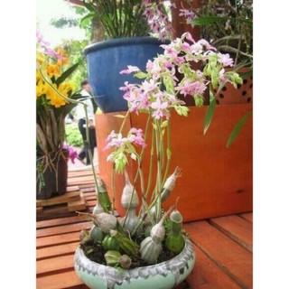 Củ lan bầu rượu, củ đẹp