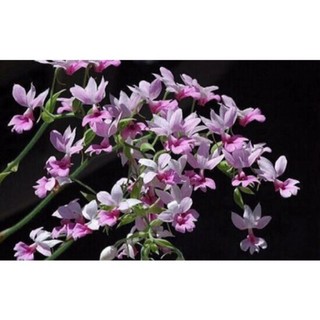 Củ lan bầu rượu, củ đẹp