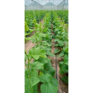 Phân bón humic usa mỹ 1kg pha 1000 lít nước kích thích ra rễ