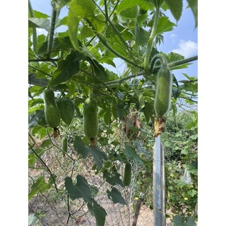 Phân bón humic usa mỹ 1kg pha 1000 lít nước kích thích ra rễ