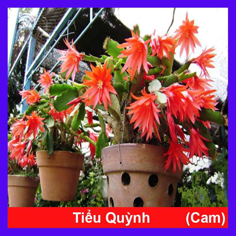 Hoa Tiểu Quỳnh  - hoa lan càng cua - caykiengsadec