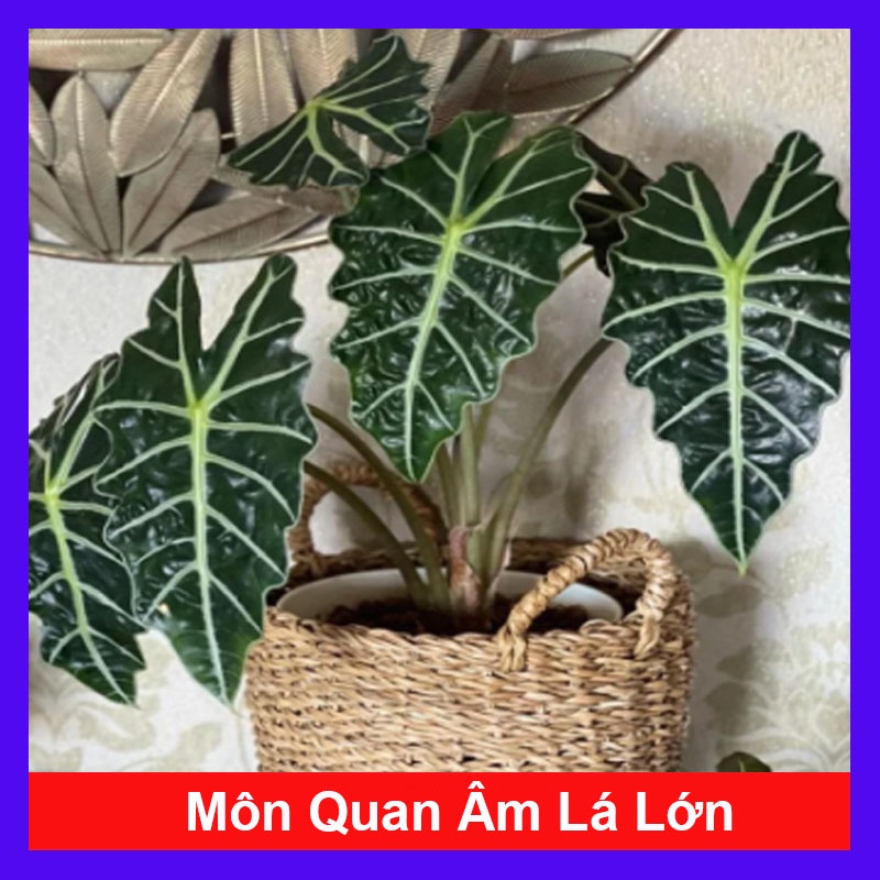 Cây Môn Quan Âm Polly (Alocasia Polly) - cây cảnh để bàn - caykiengsadec