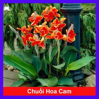 Cây Chuối Hoa thái - cây cảnh sân vườn - caykiengsadec