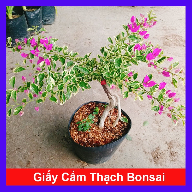 Hoa Giấy Cẩm Thạch Bonsai (Gốc Đẹp) - cây cảnh bonsai để bàn - caykiengsadec