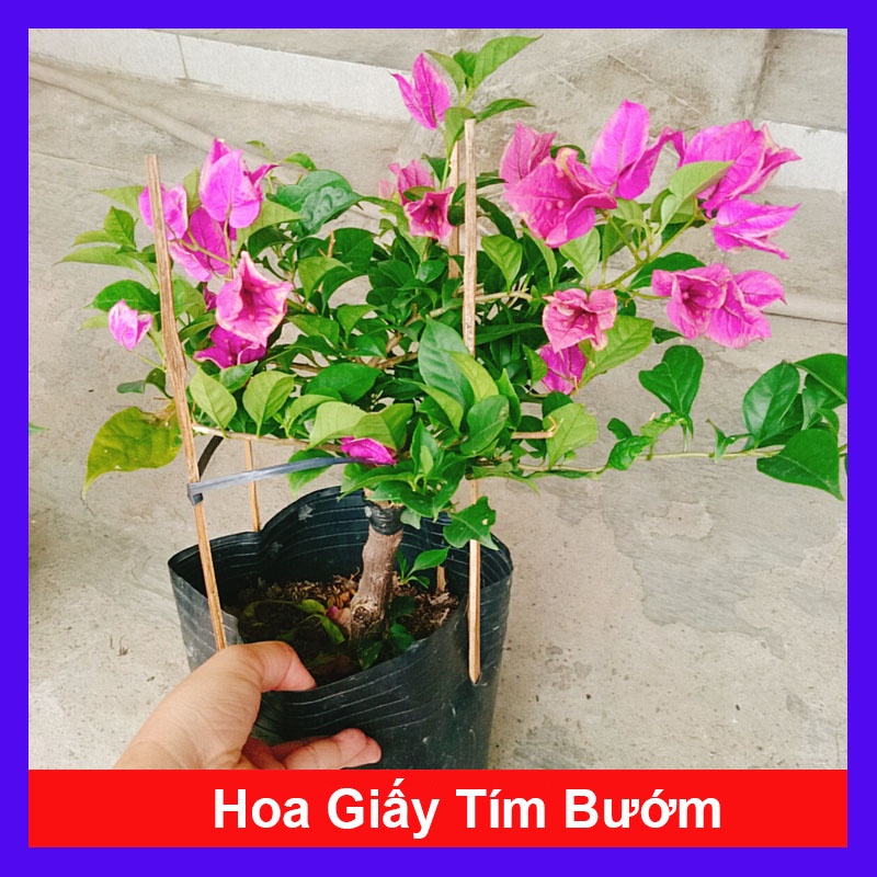 Hoa Giấy Tím Bướm - cây cảnh đẹp trang trí sân vườn - caykiengsadec