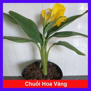 Cây Chuối Hoa thái - cây cảnh sân vườn - caykiengsadec