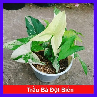 Cây Trầu Bà Đột Biến - Trầu Bà Var Trắng - caykiengsadec