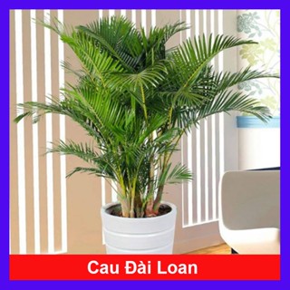 Cây Cau Vàng Đài Loan - cây cau kiểng để trong nhà - cây cao 50cm như video - caykiengsadec