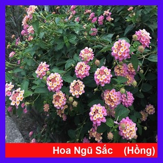 Hoa Ngũ Sắc - Hoa Trâm Ổi Hồng - caykiengsadec