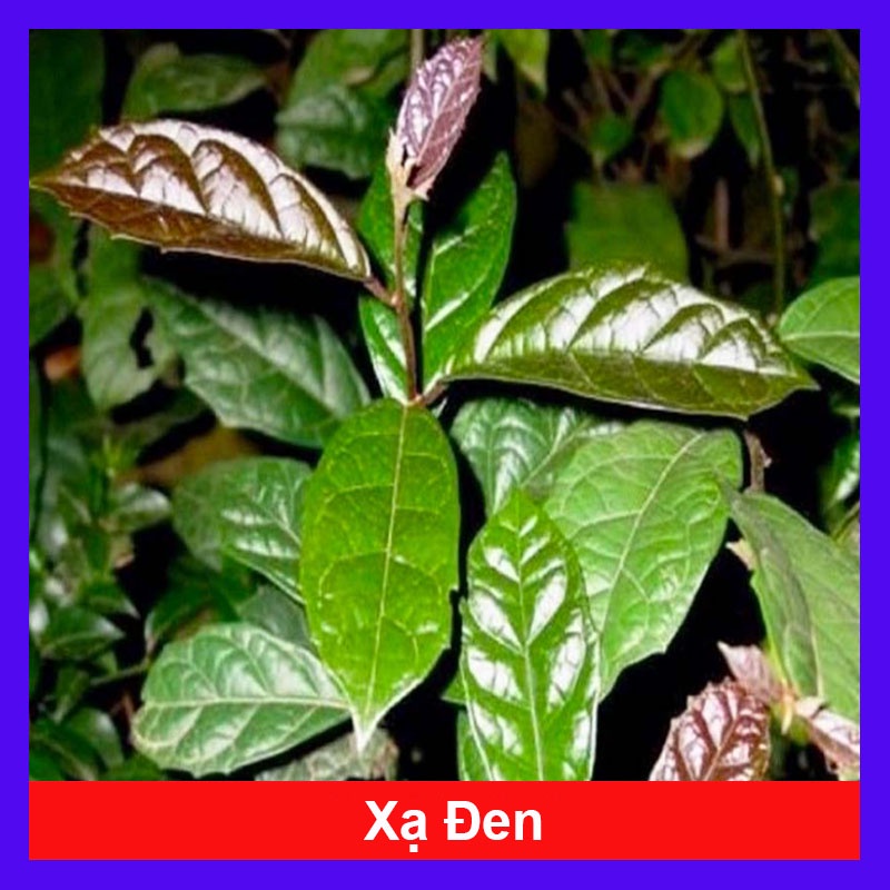 Cây Xạ Đen - Những công dụng thần kỳ - caykiengsadec