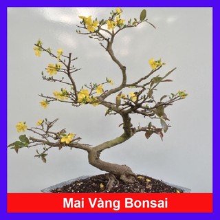  Cây Mai Vàng Bonsai - cây cảnh để bàn - cây giao như Video - caykiengsadec 