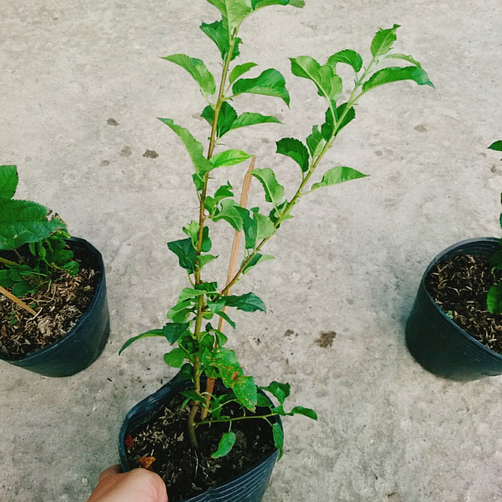 Cây Táo Đỏ Lùn Mỹ F1 cho trái siêu sớm - cây ăn quả - caykiengsadec