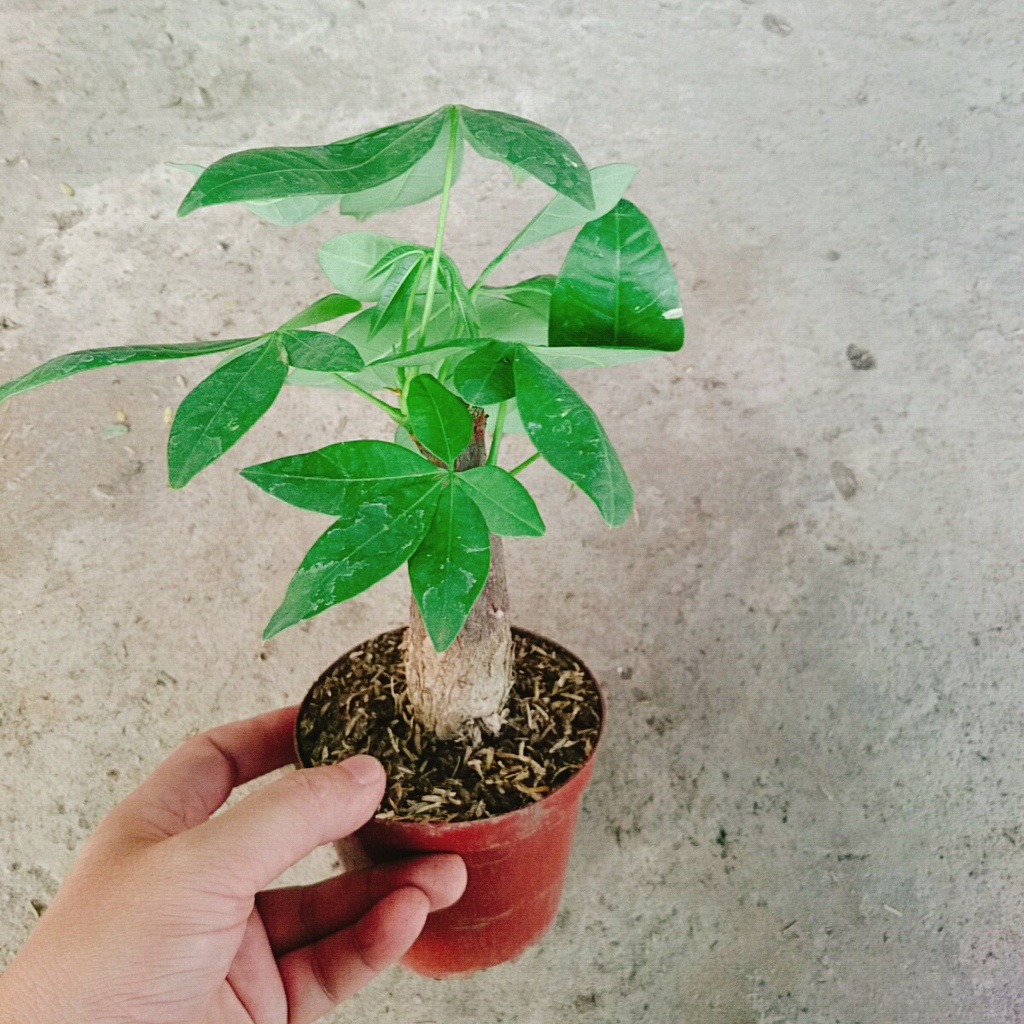 Cây Kim Ngân - cây cảnh để bàn - caykiengsadec