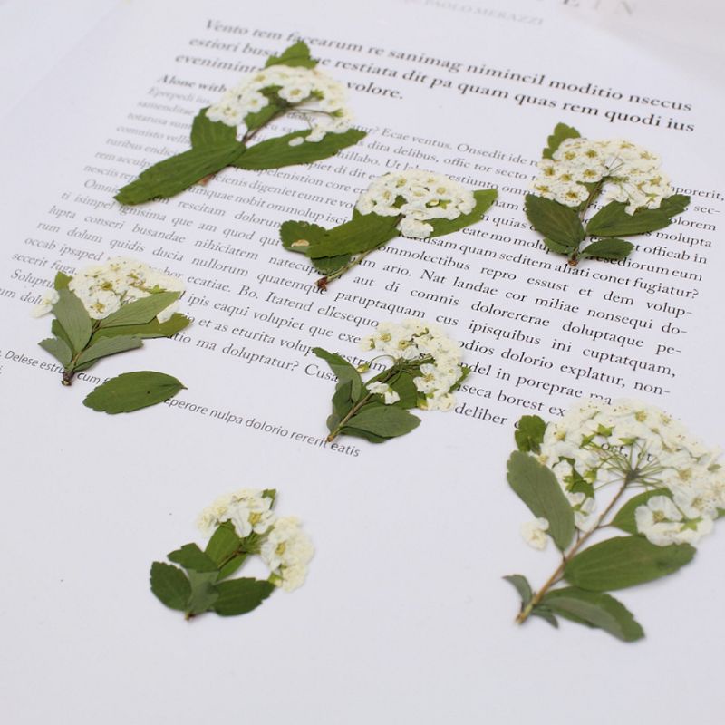 Hoa khô- Hoa thủy tiên khô- Hoa ép khô làm nguyên liệu handmade, resin, tranh hoa