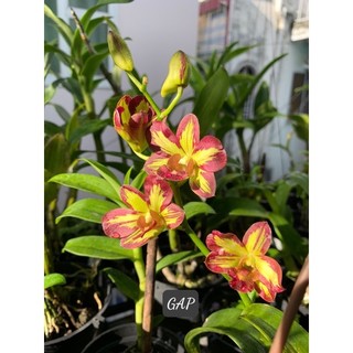 Đặc trị thối nhũn Poner
