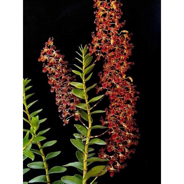 Siêu lân 10-55-10+TE