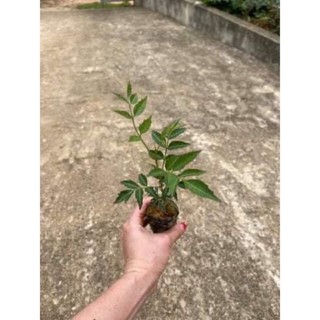 cay hoa Mẫu Đơn đại đóa(1cay)
