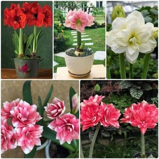 hoa lan Huệ kép  2 củ