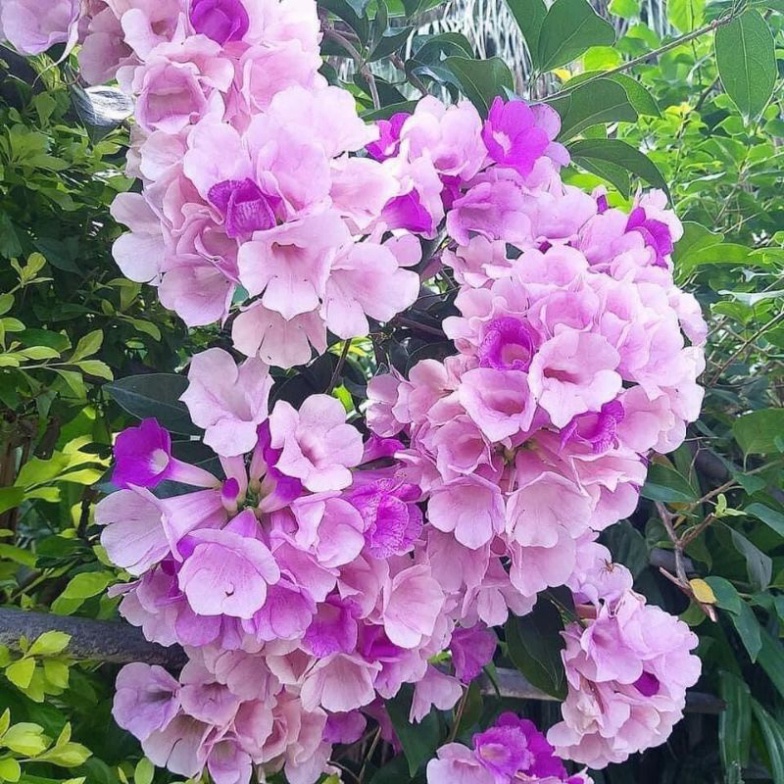 Cây giống hoa lan tỏi