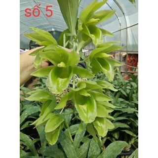 hoa lan Thiên Nga Đột biến(1cu)