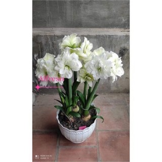 củ hoa huệ kép(1cu)