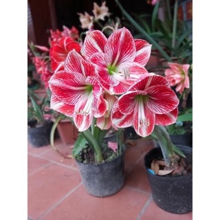 củ hoa huệ kép(1cu)
