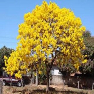 Com bo 2 cây hoa Phong Linh Lan(vàng.tim)