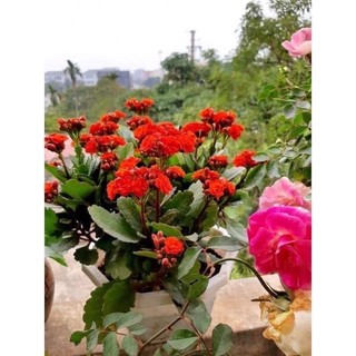 Cây hoa sống đời Kép(1cay)