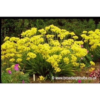 củ hoa alium(1cu)