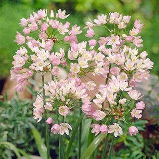 củ hoa alium(1cu)