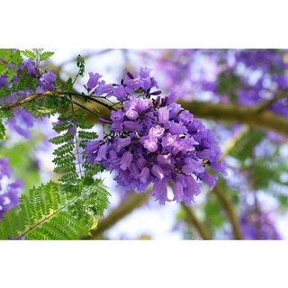 cây giống phương tím(1 bầu 25cm)
