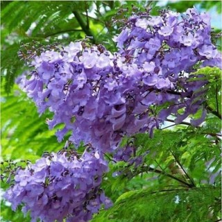cây giống phương tím(1 bầu 25cm)