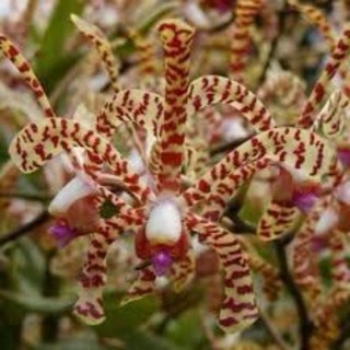 hoa lan đột biến bò cạp(10than)