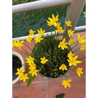 Củ huệ mưa kép