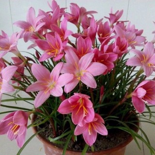 Củ Huệ mưa Kép(10cu)