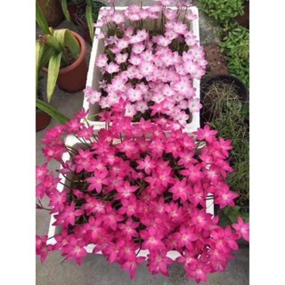 Củ Huệ mưa Kép(10cu)