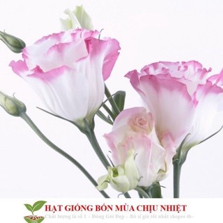 Hạt hoa hải quỳ chuẩn tết