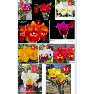 Hoa lan cát đại một khóm