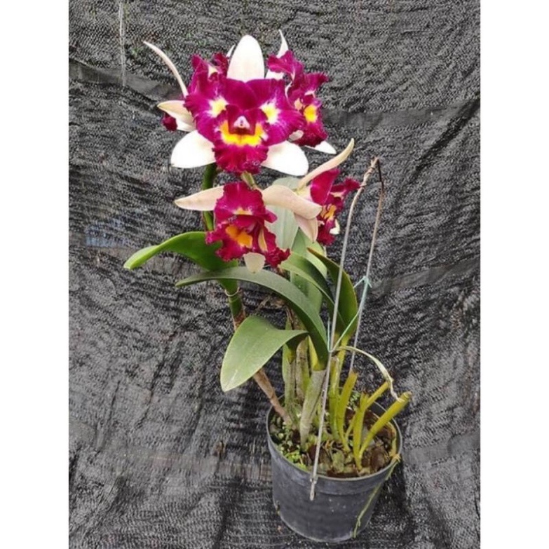 Hoa lan cát đại một khóm