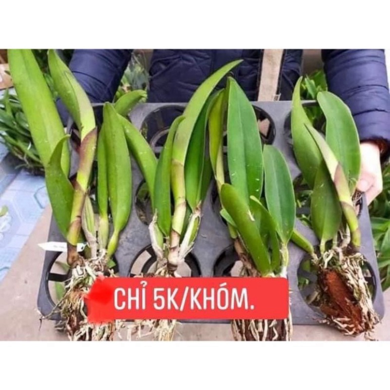 Hoa lan cát đại một khóm