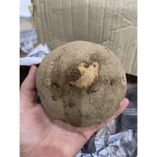 Củ bình vôi thái