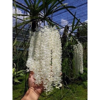 Hoa lan đột biến đuôi chồn(sóc ta)