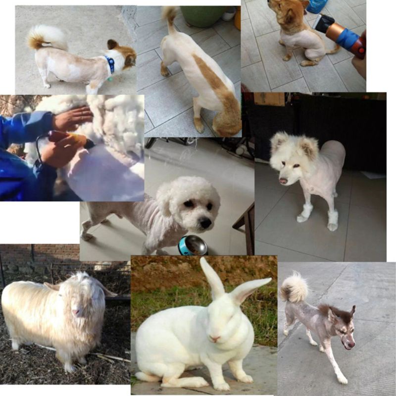 Tông đơ cạo cắt tỉa lông thú cưng công suất cao 200W chuyên dụng