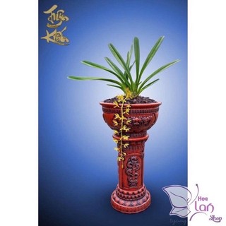 phong Lan kiếm lá cứng