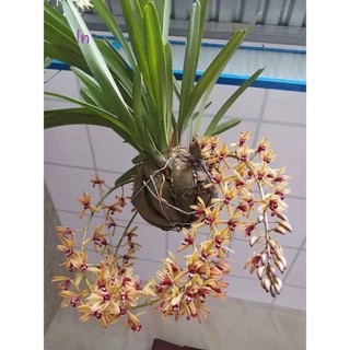 phong Lan kiếm lá cứng