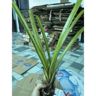 phong Lan kiếm lá cứng
